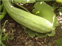 01da623b-Picture 013.jpg